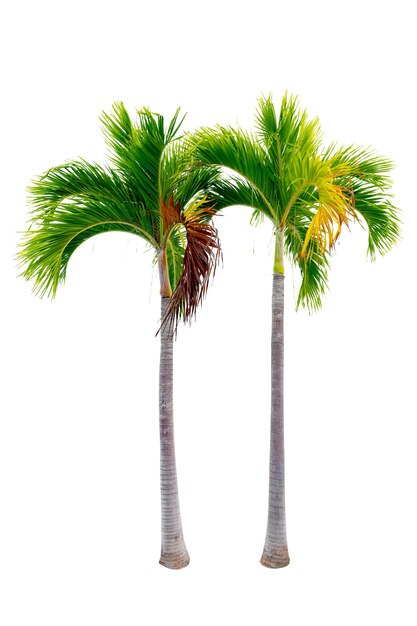 Photo big palm trees used in garden decoration on white background isolated