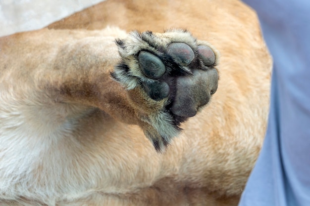 Big paw of lion is leaning against glass in zoo close up.