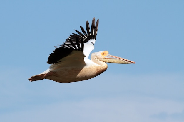 空を飛んでいる大きなペリカン鳥