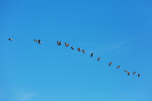 Big pelican in riva al mare