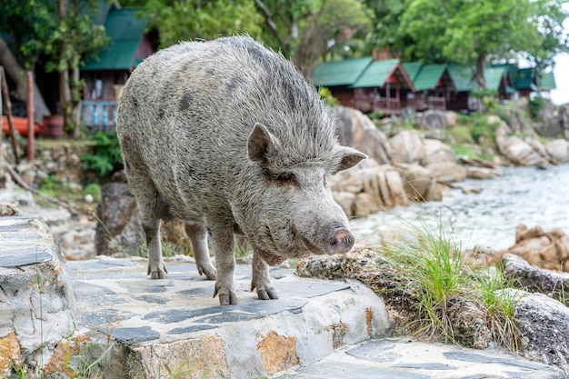 태국 팡안 섬의 해변 카페 근처에 있는 큰 돼지