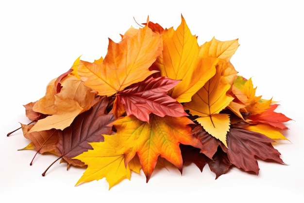 Большая куча красочных осенних листьев на белом фоне
