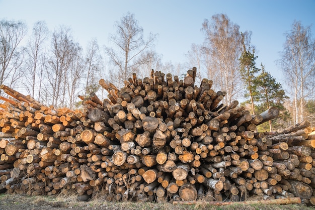 Big pile of logs