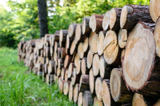 Un grande mucchio di legno nella foresta sullo sfondo di alberi verdi in una giornata di sole