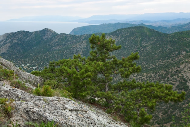 Big pine tree on summer mountain hill ("Novyj Svit" reserve, Crimea, Ukraine).