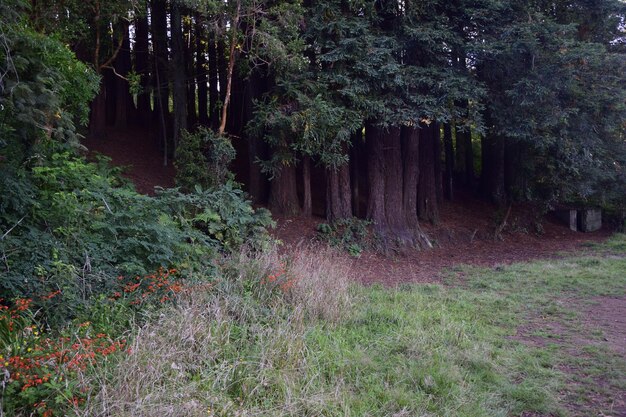 Grandi alberi di pino nel parco sulla collina puerto varas cile