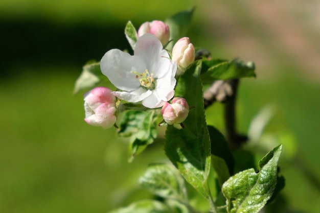 緑の背景をぼかした写真に大きなピンクのリンゴの花クローズ アップ アップル オーチャード マクロ咲く果樹の枝梅桜花静かな自然庭園牧歌的な春の花