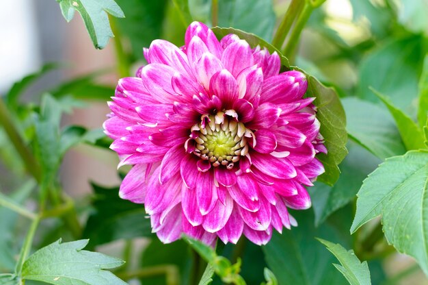 秋の庭で大きなピンクのダリアの花