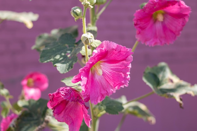 緑の葉に囲まれた大きなピンクのゼニアオイの花