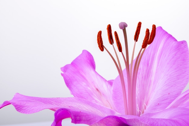 Big pistil and stamens of blooming lily flower in macro on white