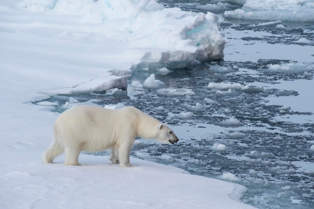 Big polar bear on drift ice edge