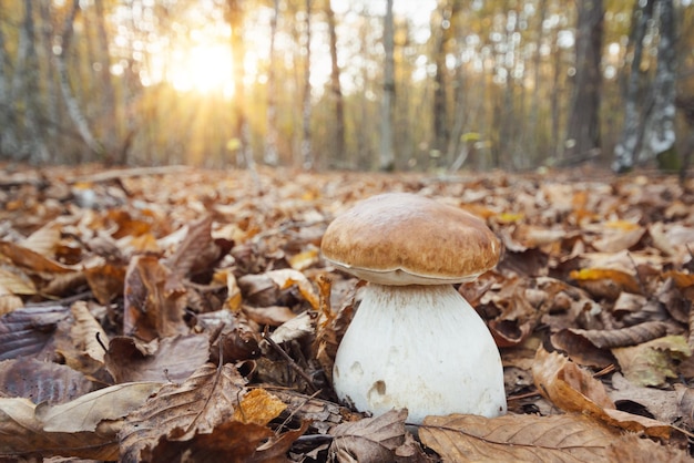 Big porcini mushroom with thick juicy body in forest lit by setting sun rays