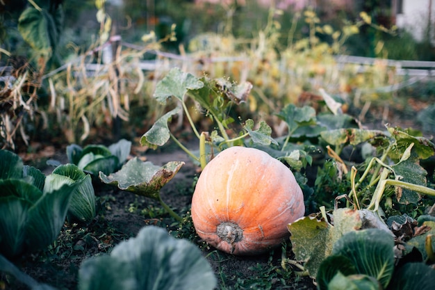 Big pumpkin growing in the garden