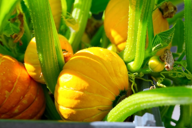 Big pumpkin growing on a pumpkin patch in a village