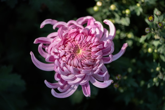 Big purple chrysanthemums in the park