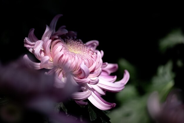 Big purple chrysanthemums in the park