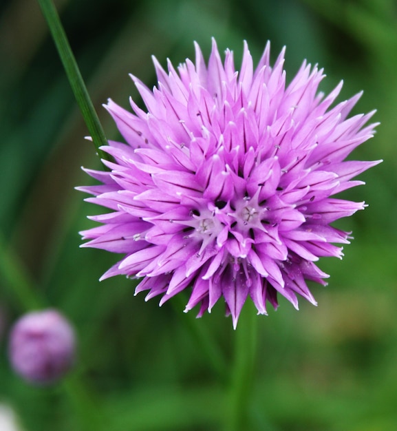 Photo big purple flower close up