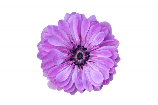 白い背景に分離された大きな紫色の花