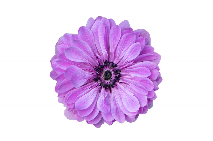 Photo big purple flower isolated on white background