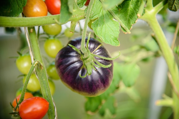 Big purple tomato growing on a branch in a greenhouse