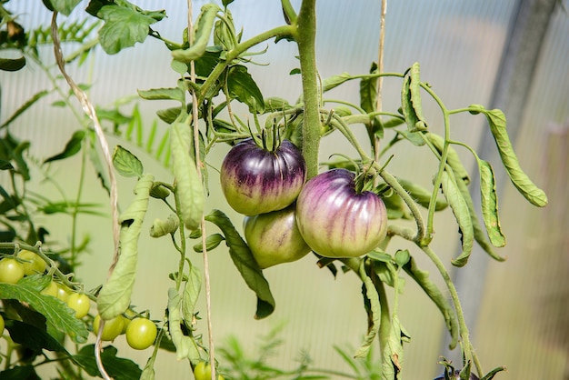 Big purple tomato growing on a branch in a greenhouse