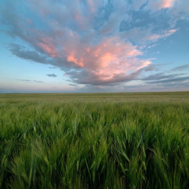 Big purplepink cloud evening sky over green ears of rye in the field