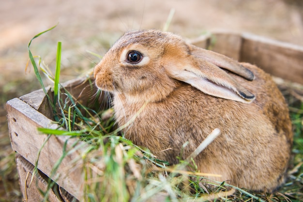 Big rabbit is standing in the wooden box with hay.