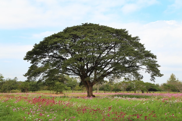 the big rain tree