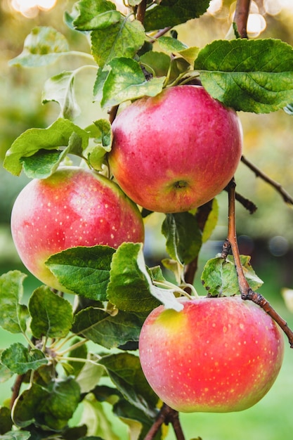 Big red apples close-up on a tree branch. Ripe fruits.