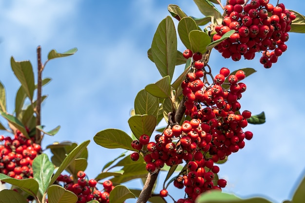 Big red berries of Rowan against the blue sky background.