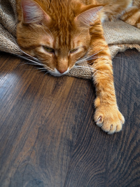 큰 빨간 고양이, 복사 공간