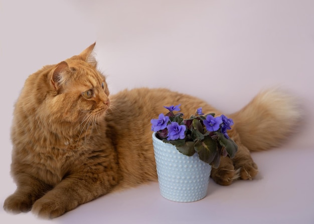 A big red cat lies next to a violet flower on a pink background