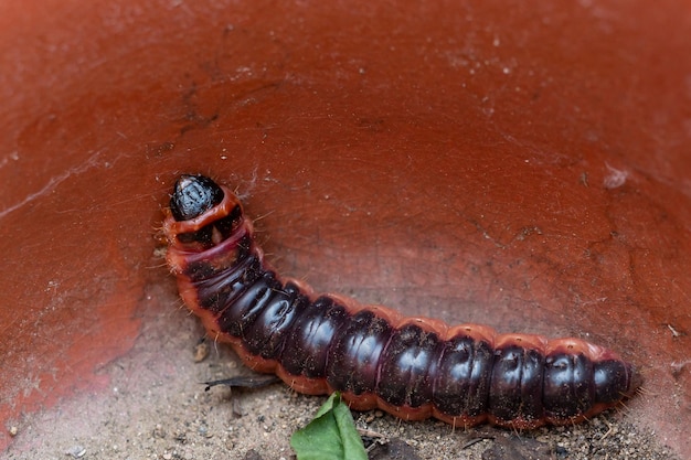 Foto il grande bruco rosso capra moth cossus cossus