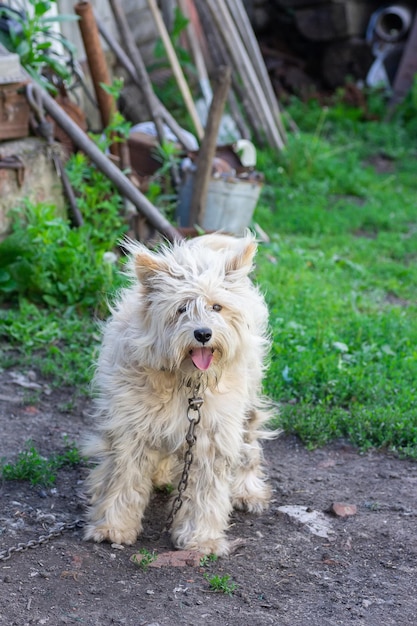 Un grosso cane a catena rossa si trova accanto a una cabina di legno