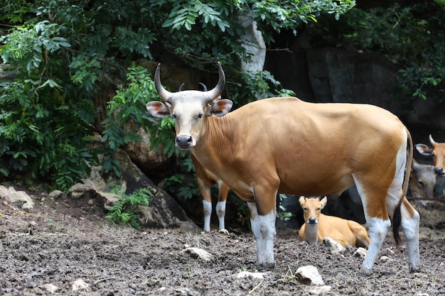 Foto la grande mucca rossa nel giardino naturale