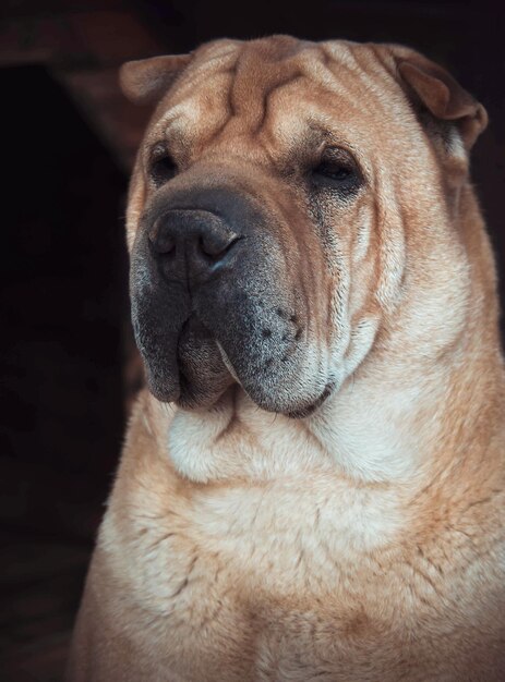 A big red dog of shar pei breed is waiting for its owner at sunset in a greek village