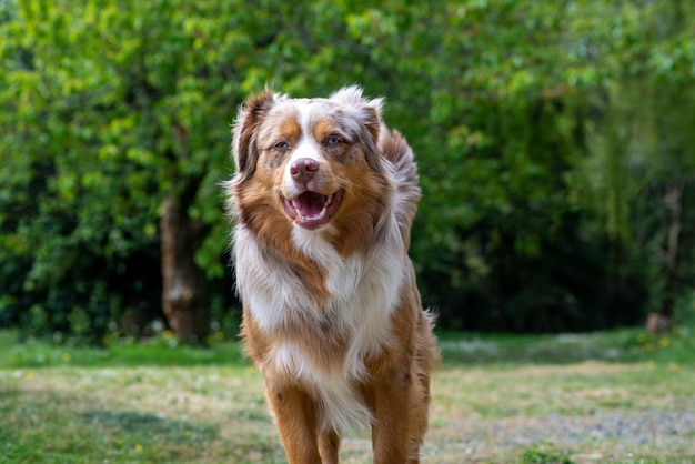 Big red dog with blue eyes in the summer in the yard of a private house