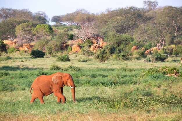 A big red elephant walks through the savannah between many plants