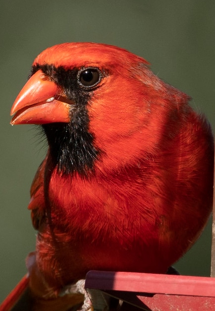 Foto grande rosso sull'alimentatore