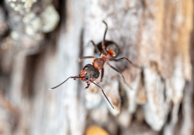 big red forest ant in natural habitat