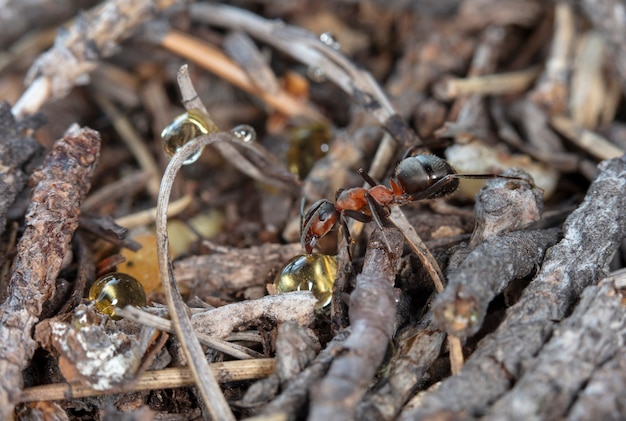 big red forest ant in natural habitat