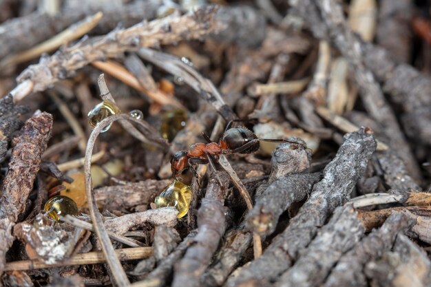 big red forest ant in natural habitat