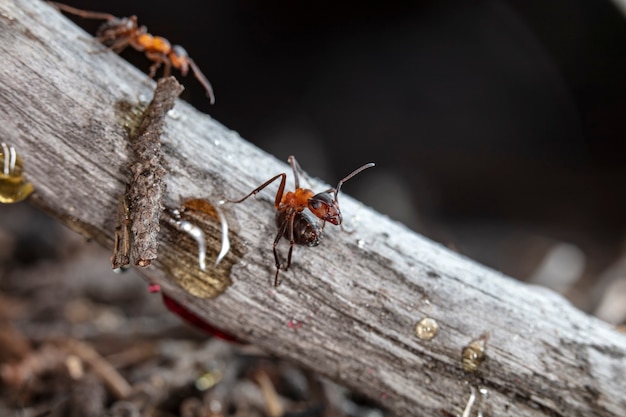 자연 서식 지에서 큰 붉은 숲 개미