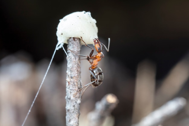 big red forest ant in natural habitat