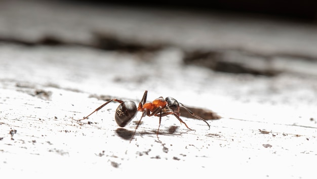 big red forest ant in natural habitat