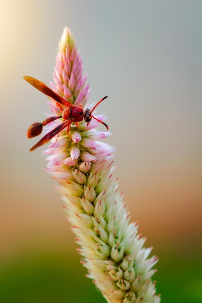 Grande insetto rosso che mangia su fiore viola in una giornata di sole foto macro di un insetto in natura