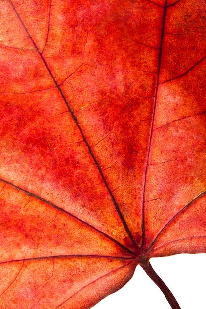 큰 빨간 단풍나무 잎 흰색 절연
