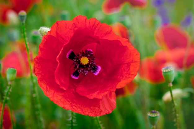 Big red poppy flower in a field