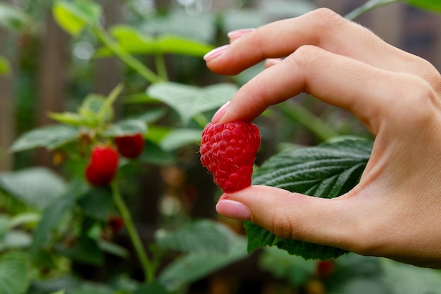 Big red raspberry in hand on background of raspberry bush