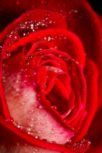 Big red rose macro